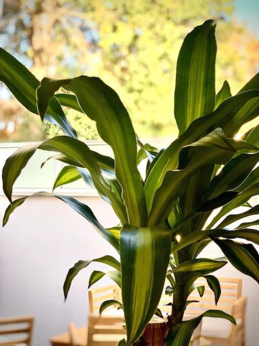 Loft Menorca & Spa 5 Etoiles Au Coeur De Nancy Eksteriør bilde